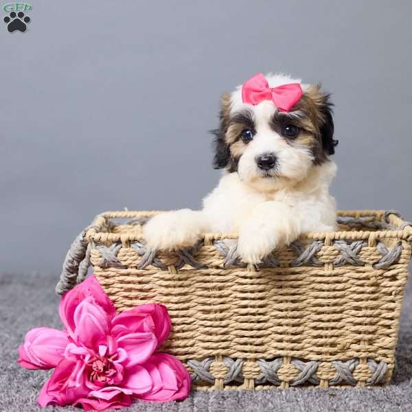 Laina, Teddy Bear Puppy